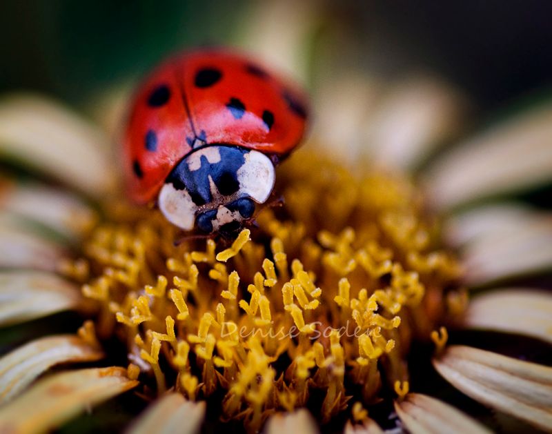 Ladybug 11