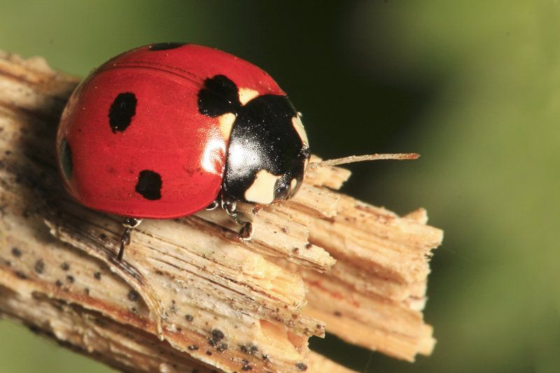 Ladybug 13