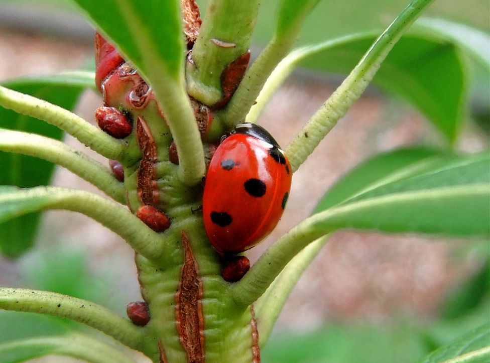 Ladybug 14