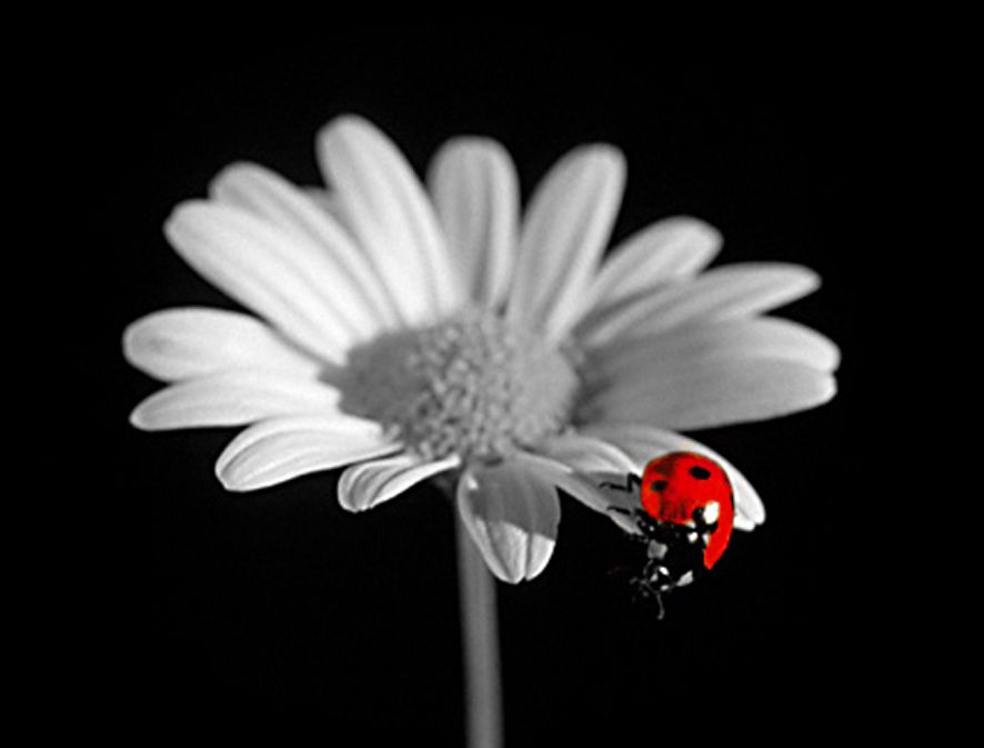 Ladybug 15