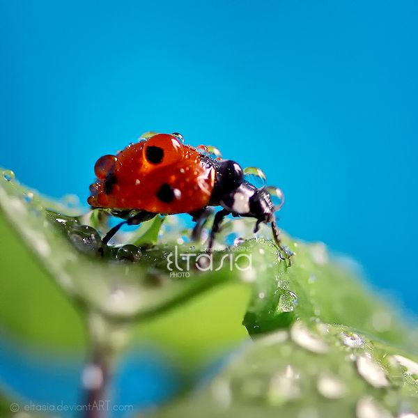 Ladybug 16