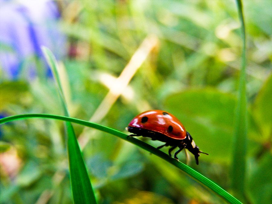 Ladybug 18