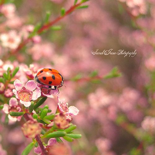 Ladybug 20