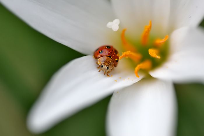 Ladybug 4