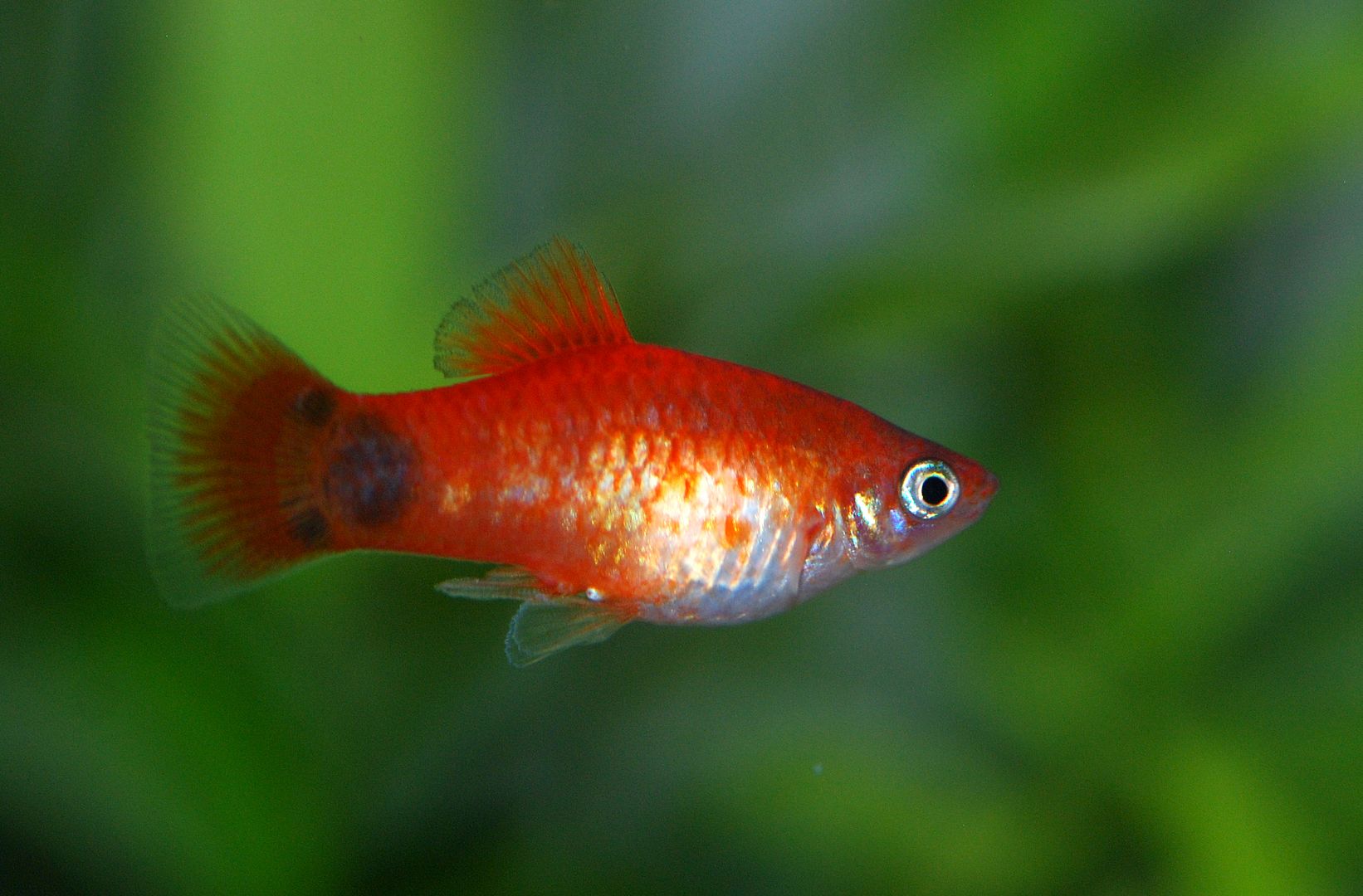 02platy_zpsakf90hgf.jpg