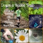 Down a Rabbit Trail
