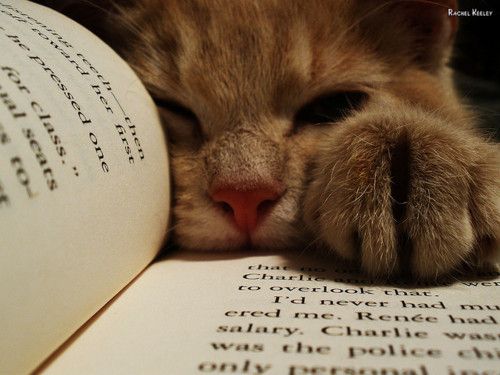  photo adorable-book-cat-cats-fluffy-Favimcom-304478_zps4e51bbd6.jpg