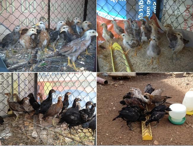 Trảng Bom: Trại gà Mỹ Hưng Long cung cấp con giống Mỹ, Asil, Peru, Tre Mỹ - Asil - 8