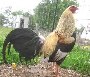 Trảng Bom: Trại gà Mỹ Hưng Long cung cấp con giống Mỹ, Asil, Peru, Tre Mỹ - Asil - 5
