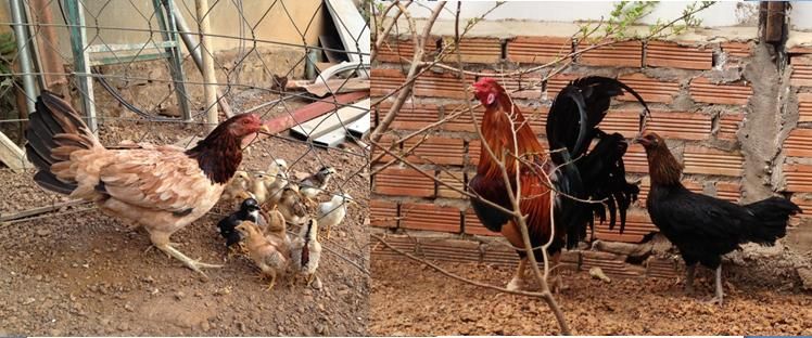 Trảng Bom: Trại gà Mỹ Hưng Long cung cấp con giống Mỹ, Asil, Peru, Tre Mỹ - Asil - 11