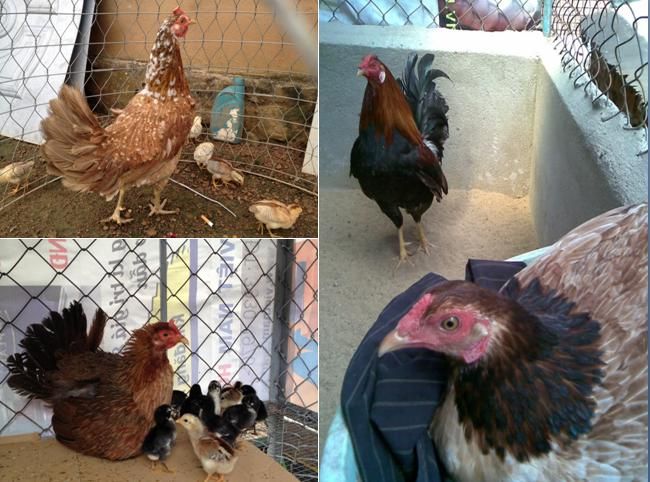 Trảng Bom: Trại gà Mỹ Hưng Long cung cấp con giống Mỹ, Asil, Peru, Tre Mỹ - Asil - 12