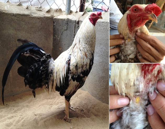 Trảng Bom: Trại gà Mỹ Hưng Long cung cấp con giống Mỹ, Asil, Peru, Tre Mỹ - Asil - 13