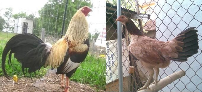 Trảng Bom: Trại gà Mỹ Hưng Long cung cấp con giống Mỹ, Asil, Peru, Tre Mỹ - Asil - 10