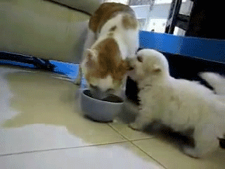 100-funny-cat-animated-gifs-74_zps3d7bff4c.gif