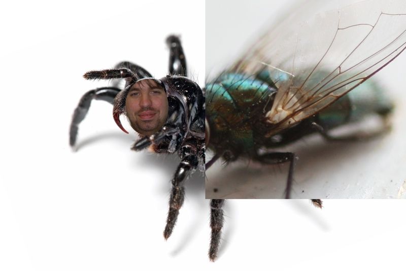 Mouse_spider2_zps0bd020f1.jpg