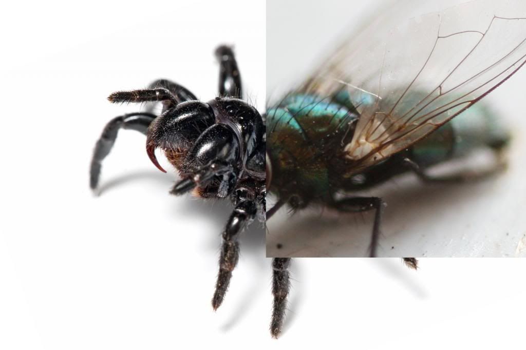 Mouse_spider_zps6f0488ed.jpg